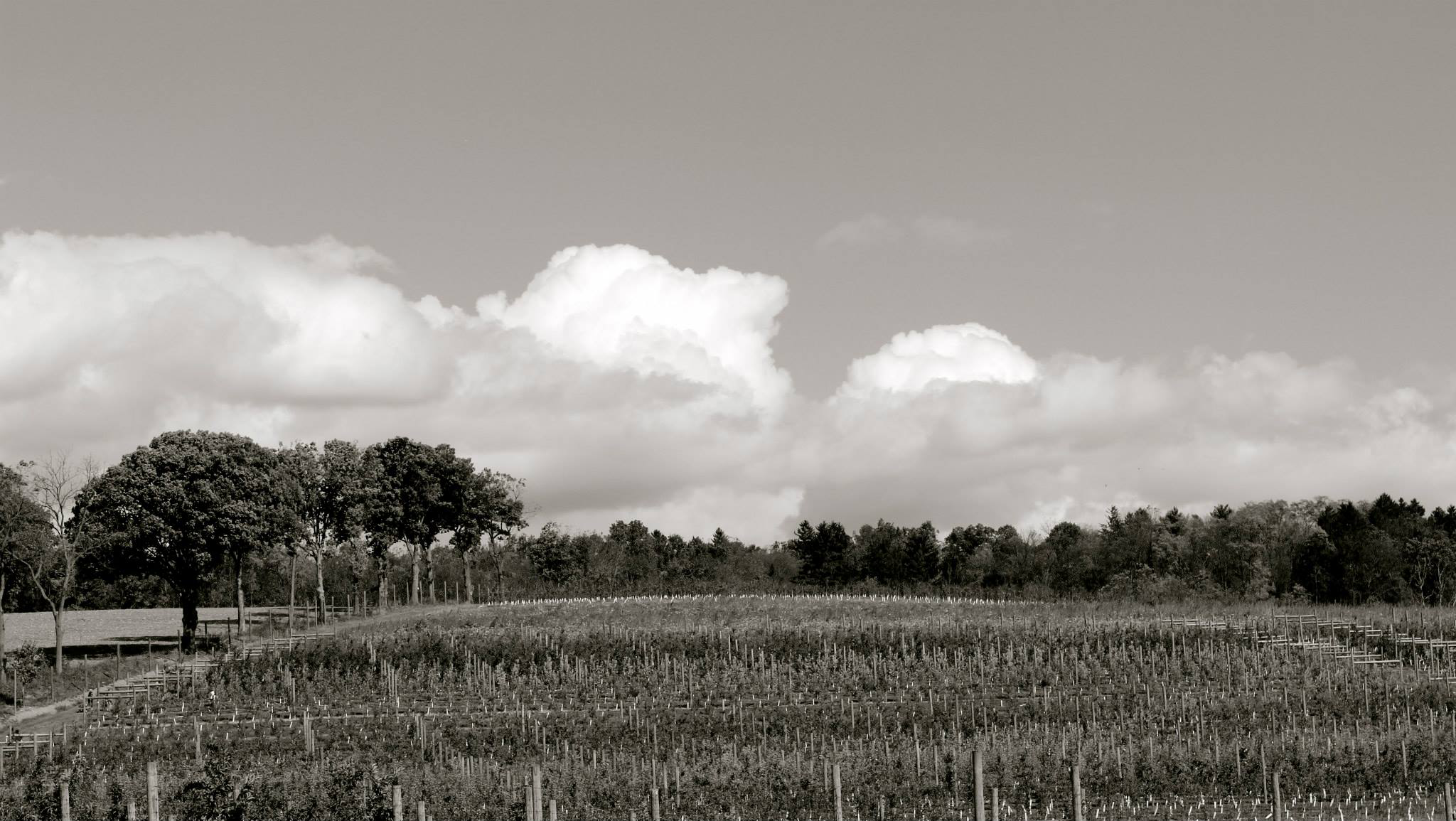 farm