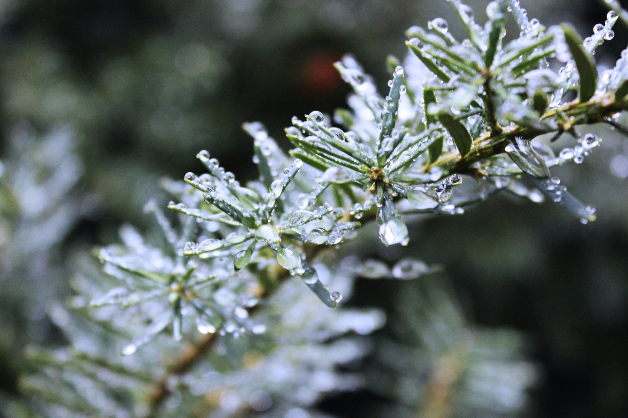 frost