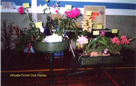 Whyalla Orchid Club