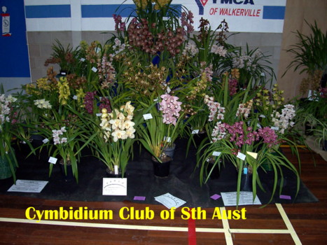 Cymbidium Club of SA Display