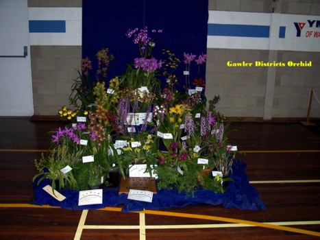 Gawler District Orchid Club Display