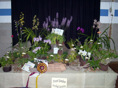 Mt Gambier Orchid Club Display