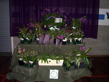 Port Pirie Orchid Club Display