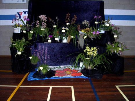 Riverland Orchid Club Display