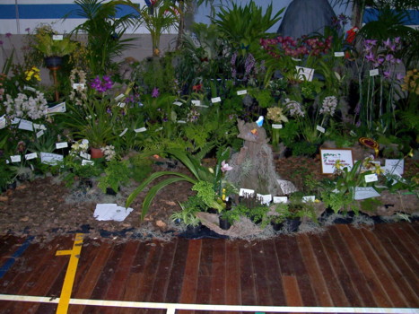 S.A. Orchidaceous Display