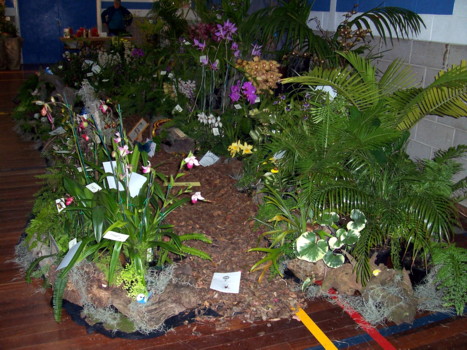 S.A. Orchidaceous Display