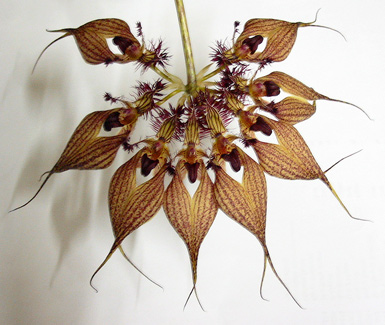 <i>Cirr</i>Rothschidianum
