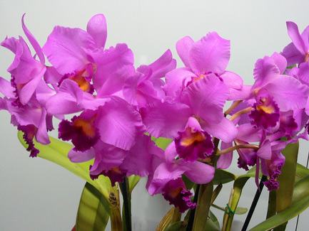 <i>C</i>Portiata 'Mel