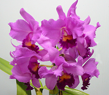 <i>C</i>Portiata 'Mel