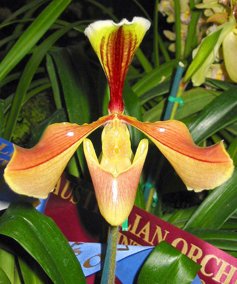<i>Paph villosum