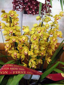 <i>Cym Shoalhaven Touch of Class
