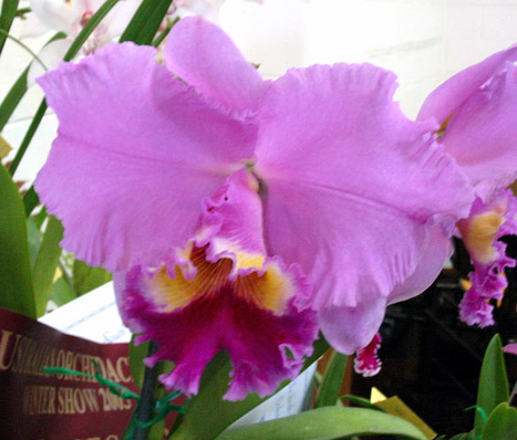 <i>Blc</i> Slyvia Fry Supreme
