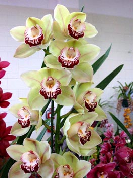 <i>Cym</i> White Valley x Yowie Rose