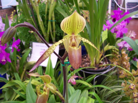 Paph Pinocchio x Robert Jameson