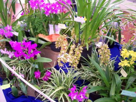 Gawler District Orchid Club Display