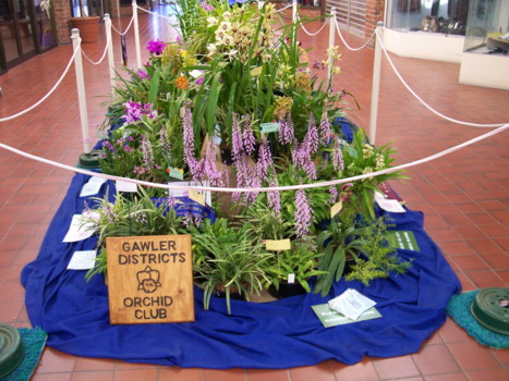 Gawler District Orchid Club Display