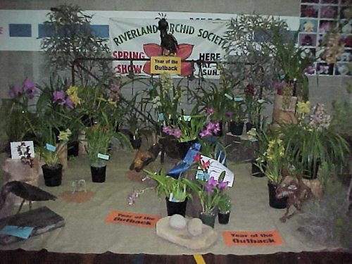 Riverland Orchid Club Display