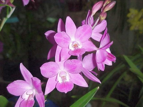 Cookara Tropical Snowflake