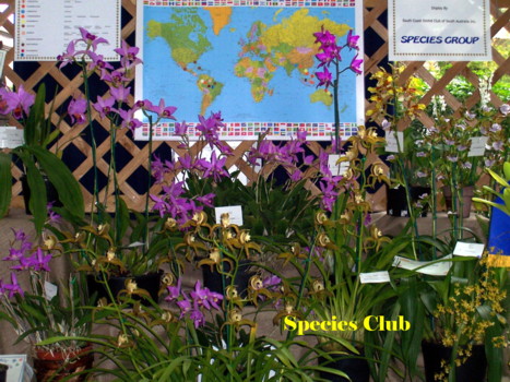 South Coast Species Club
