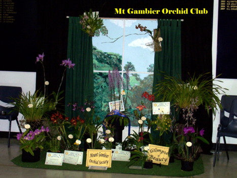 Mt Gambier Orchid Club Display