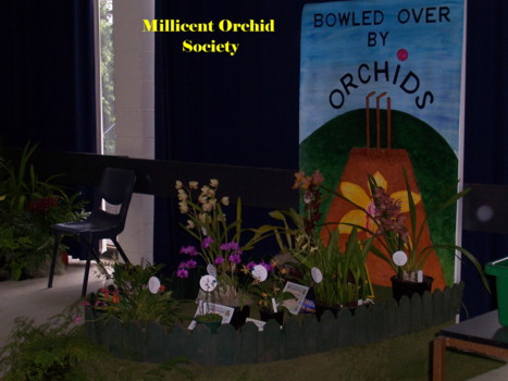 Millicent Orchid Society Display
