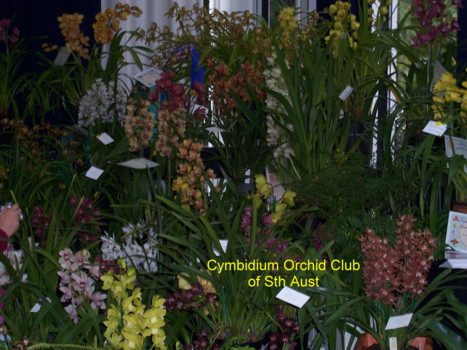 Cymbidium Club of SA Display