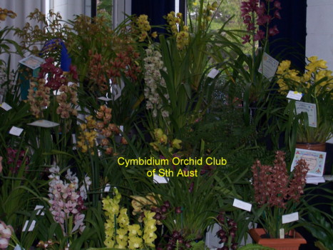 Cymbidium Club of SA Display