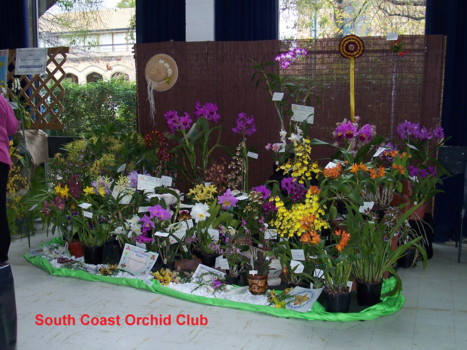 South Coast Orchid Club Display