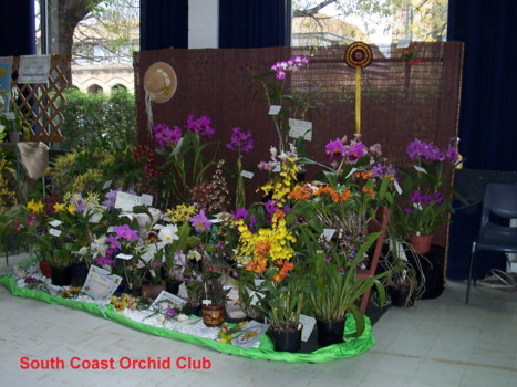 South Coast Orchid Club Display