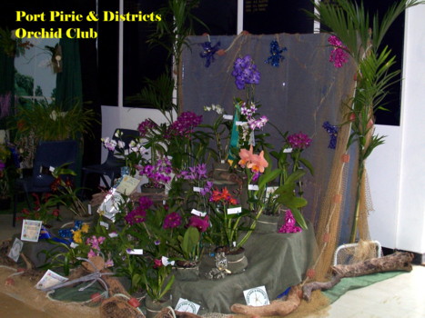 Port Pirie Orchid Club Display