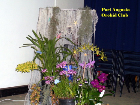 Port Augusta Orchid Club Display
