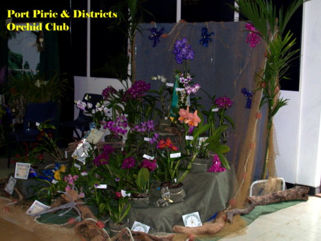 Port Pirie Orchid Club Display