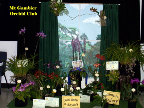 Mt Gambier Orchid Club Display