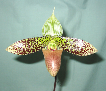 <i>Paph sukhakulii</i>