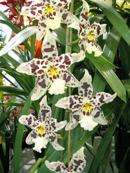 <i>McLna</i> Pagan Love Song x Odont (ophanto x Heanum)