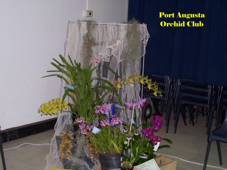 Port Augusta Orchid Club Display