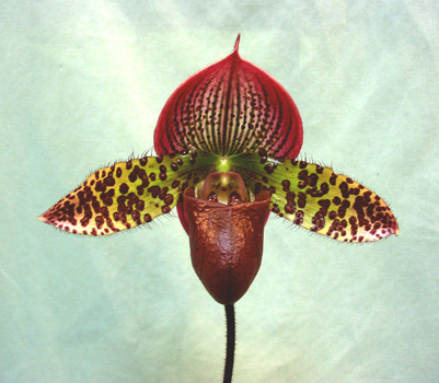 <i>Paph</i> Raisin Jack x Raisin Pie