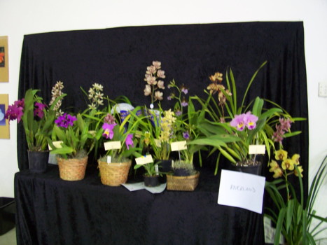Riverland Orchid Club Display