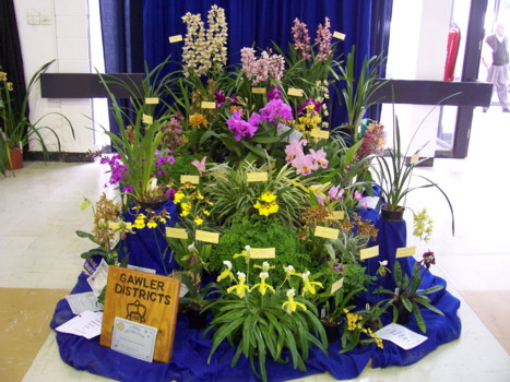 Gawler Districts Orchid Club Display