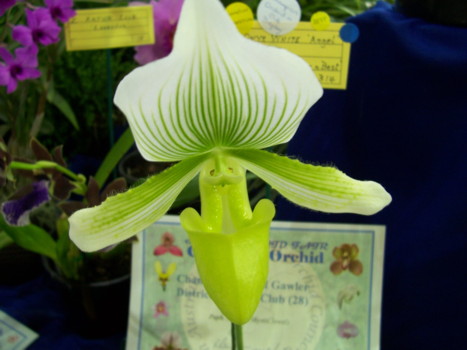 Paph (Onyx White x Mystic Jewel)