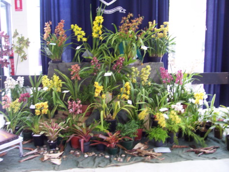 Cymbidium Club of SA Display