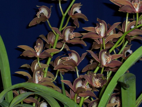 Cym Giganteum