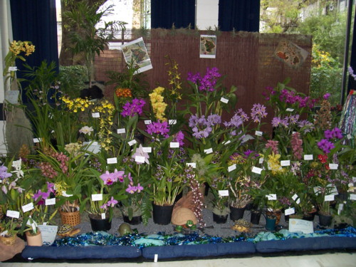 South Coast Orchid Club Display