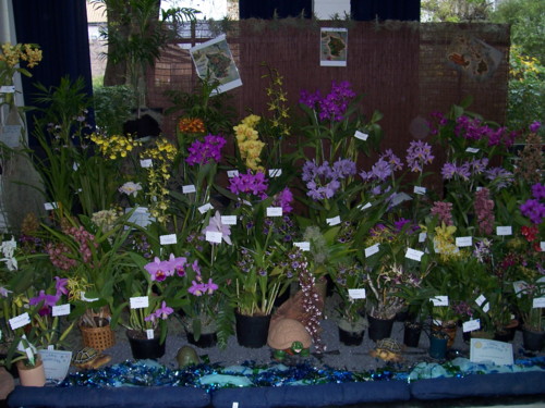 South Coast Orchid Club Display