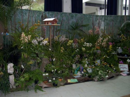 sth aust orchidaceous soc display