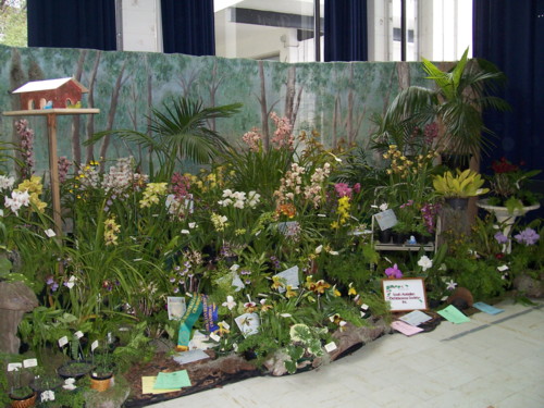 sth aust orchidaceous soc display