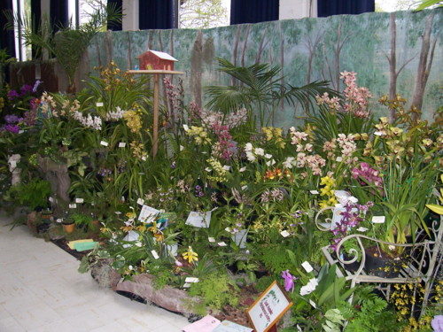 sth aust orchidaceous soc display