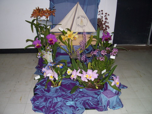 Port Augusta Orchid Club Display