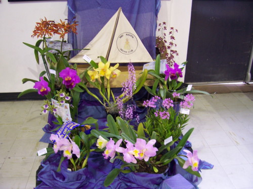 Port Augusta Orchid Club Display