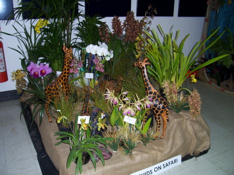 Sunraysia Orchid Club Display